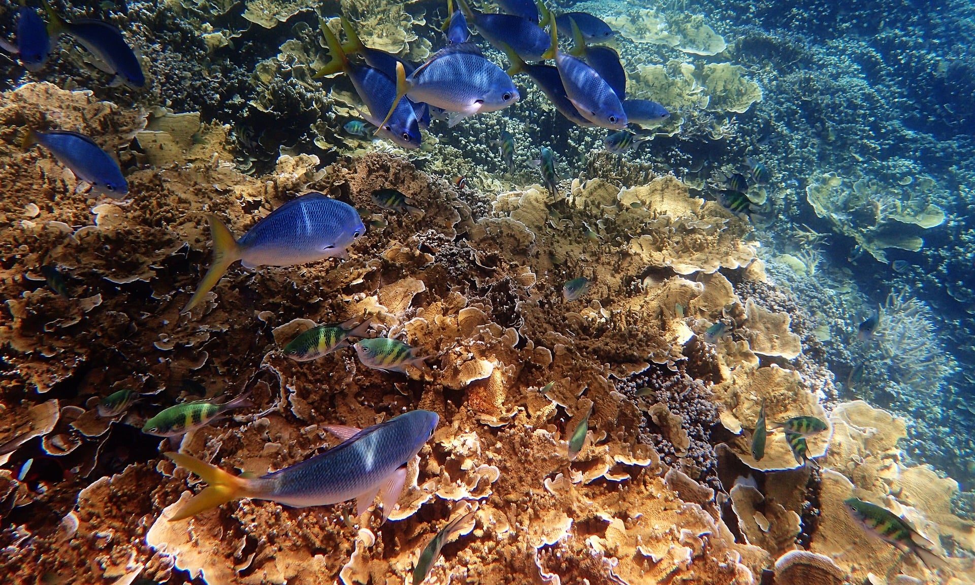 underwater at great bariier reef